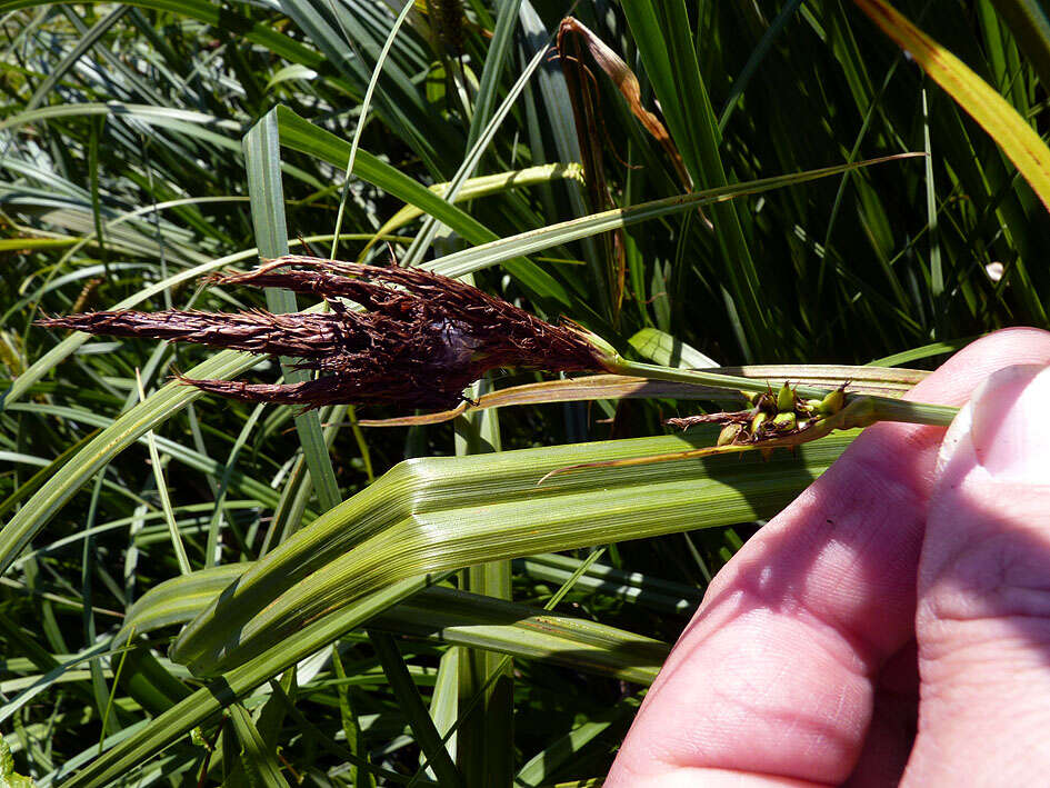 Image of Greater Pond-Sedge