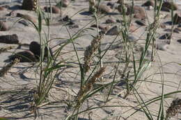 Image of Panicum racemosum (P. Beauv.) Spreng.