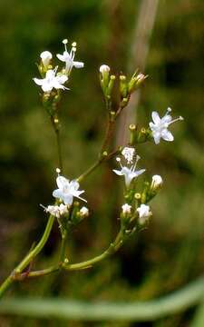 Image of <i>Valeriana <i>capensis</i></i> var. capensis