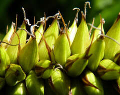 Image of Greater Pond-Sedge