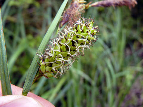 Image of Greater Pond-Sedge