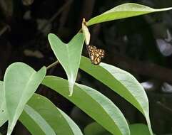 Image of Odina hieroglyphica ortina Evans 1949