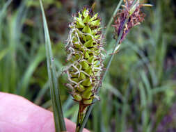 Image of Greater Pond-Sedge