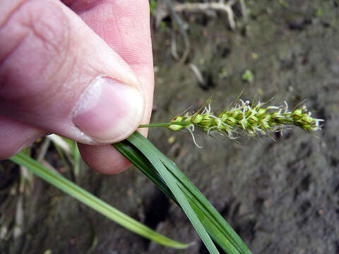 Image of Greater Pond-Sedge