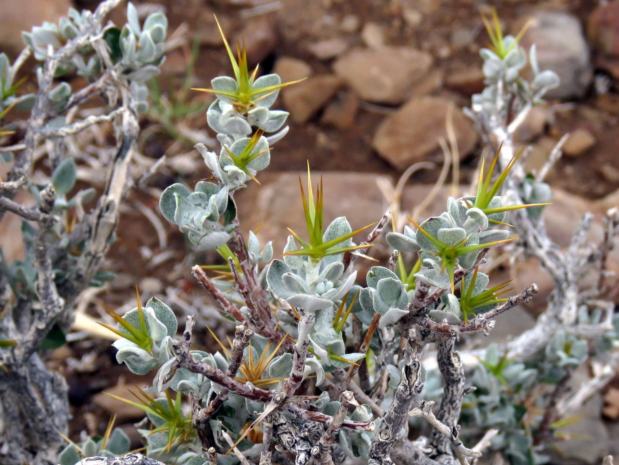 Image of Macledium spinosum (L.) S. Ortiz