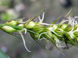 Image of Greater Pond-Sedge