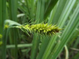 Image of Greater Pond-Sedge