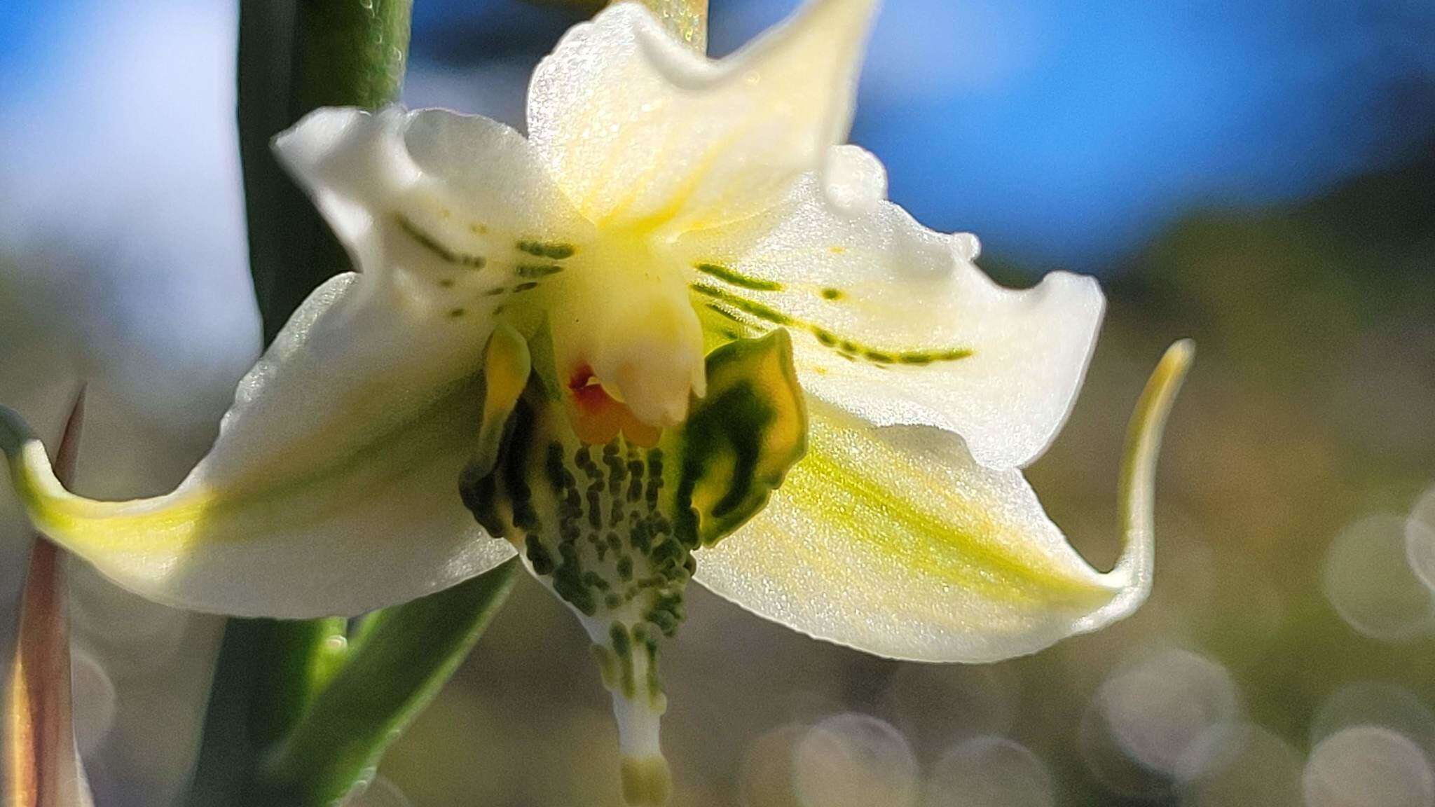 Image of Gavilea araucana (Phil.) M. N. Correa