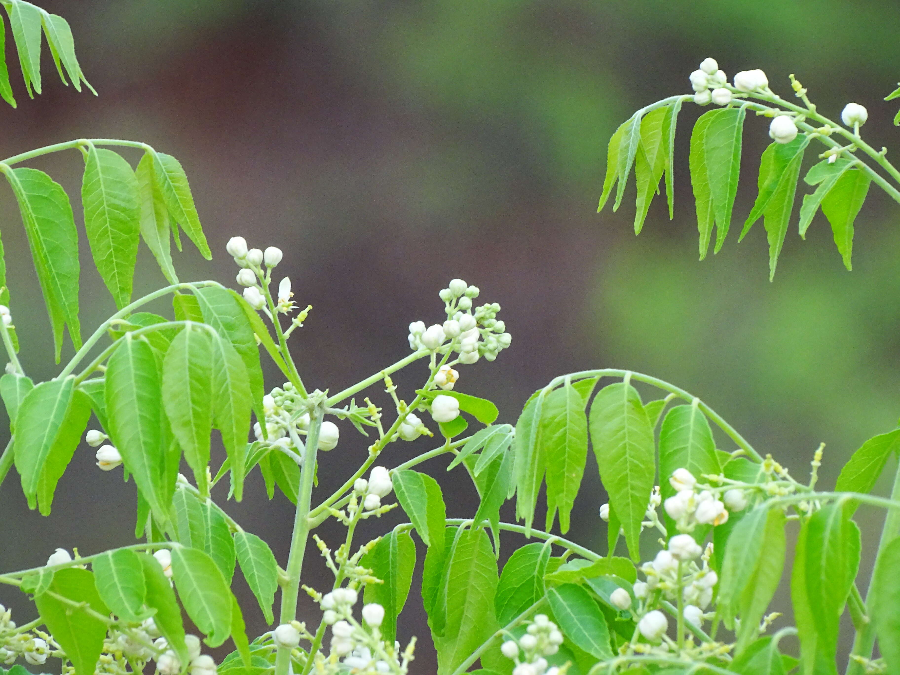 Plancia ëd Clausena anisata (Willd.) Hook. fil., De Wild. & Staner