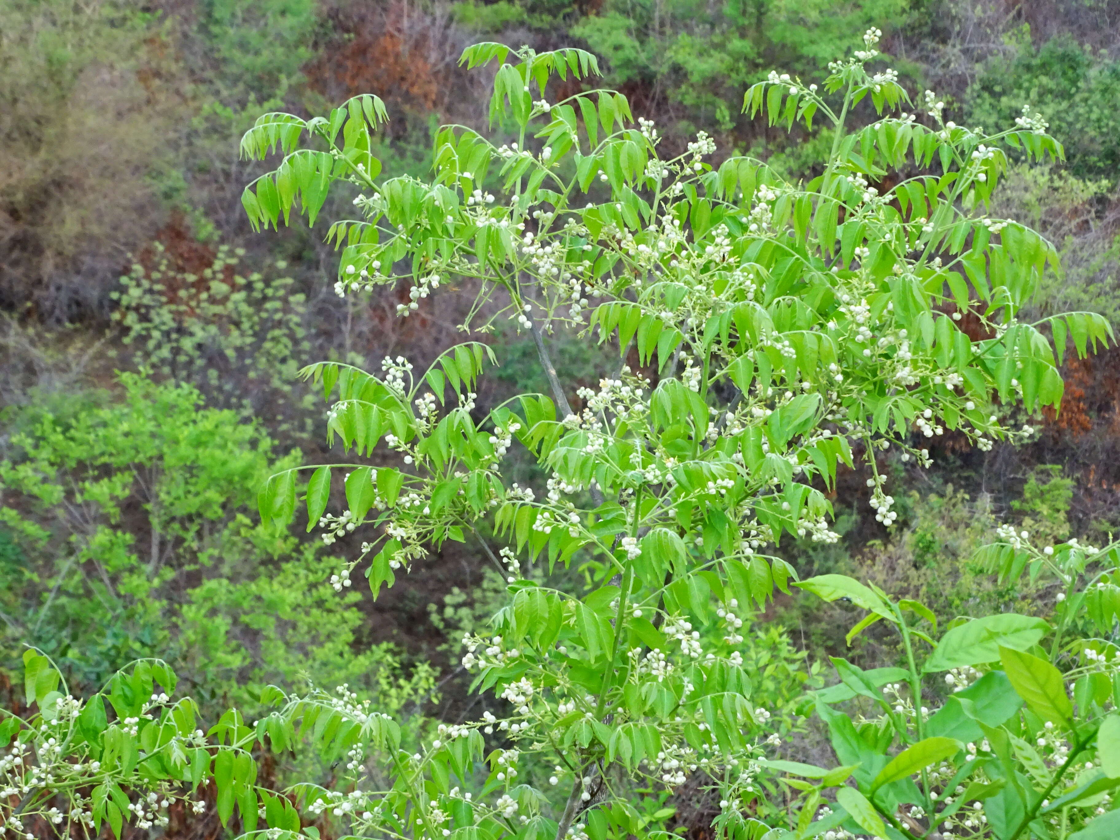 Plancia ëd Clausena anisata (Willd.) Hook. fil., De Wild. & Staner