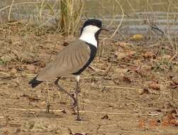 Image of spur-winged lapwing