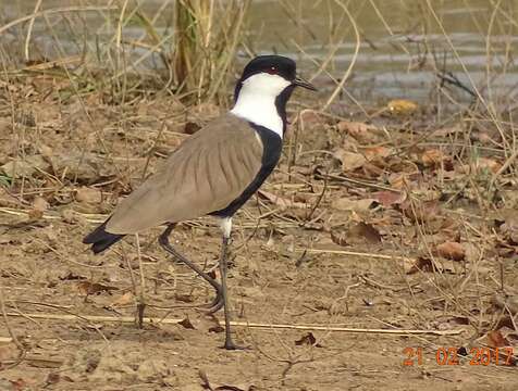 Image of spur-winged lapwing