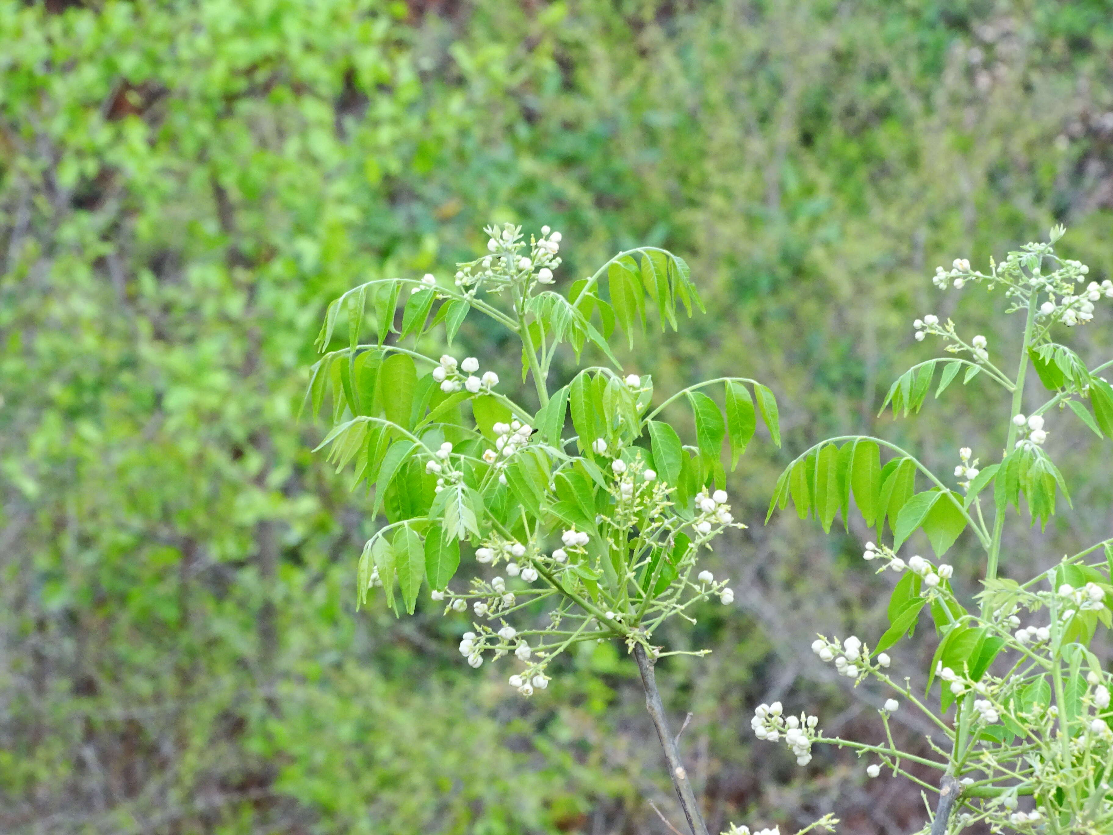 Plancia ëd Clausena anisata (Willd.) Hook. fil., De Wild. & Staner