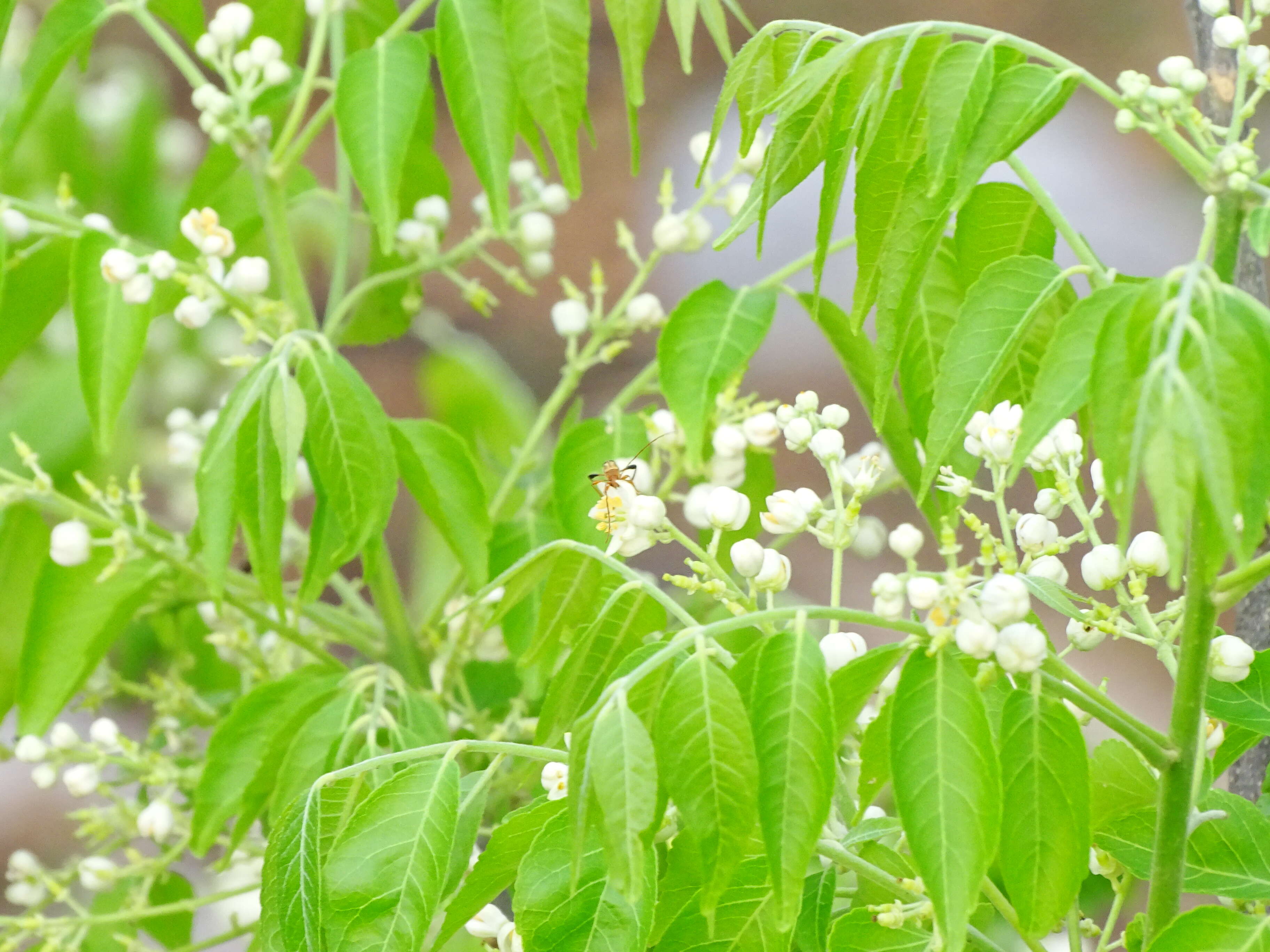 Plancia ëd Clausena anisata (Willd.) Hook. fil., De Wild. & Staner