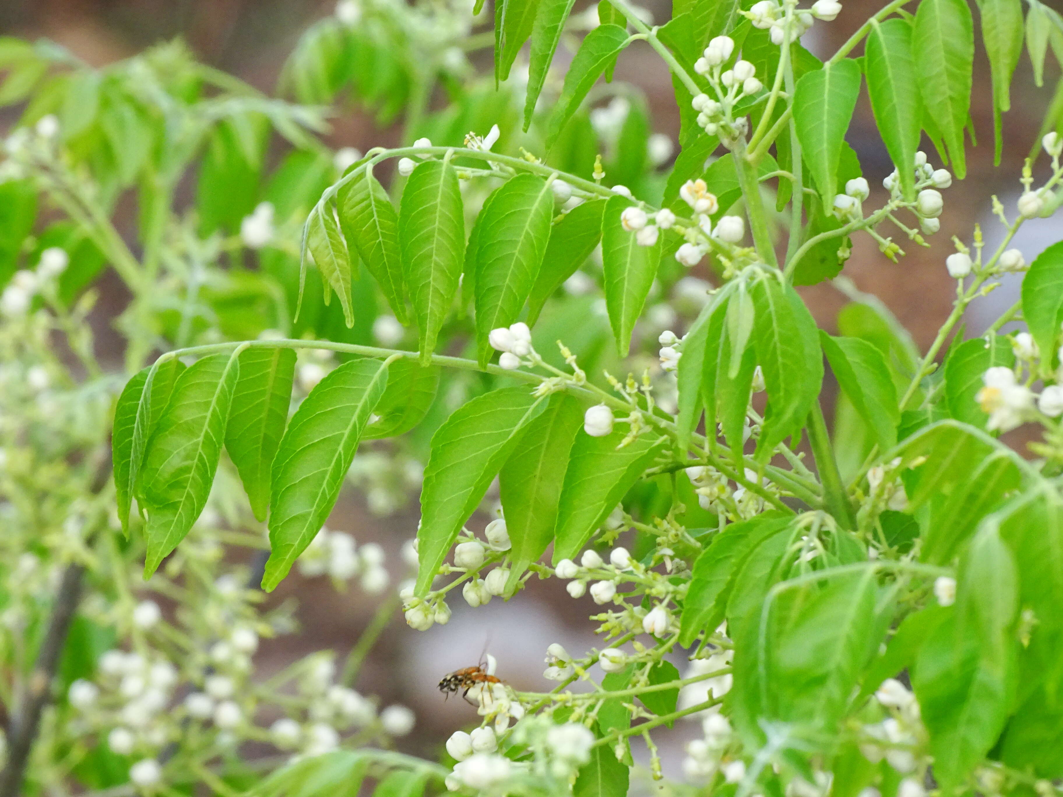 Plancia ëd Clausena anisata (Willd.) Hook. fil., De Wild. & Staner