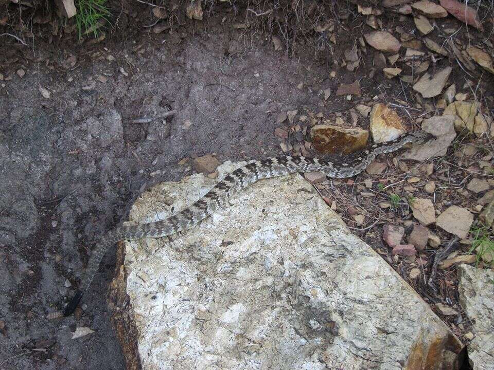 Image of Crotalus ornatus Hallowell 1854