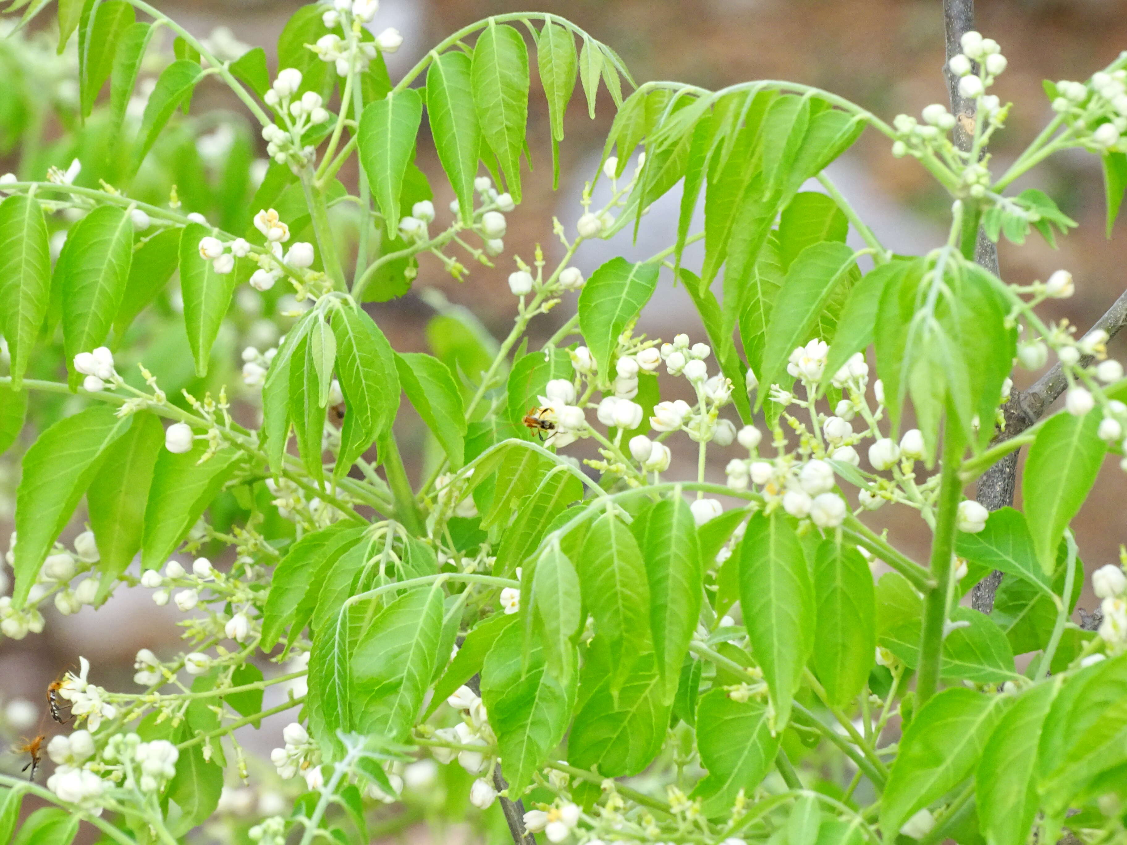 Plancia ëd Clausena anisata (Willd.) Hook. fil., De Wild. & Staner