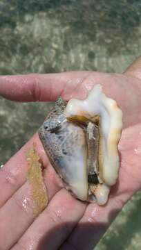 Image of Hawk-wing conch