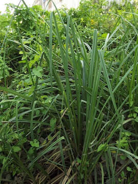 Image of Greater Pond-Sedge