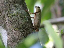 Image of LyreShead Lizard