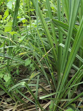 Image of Greater Pond-Sedge