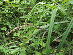 Image of Greater Pond-Sedge