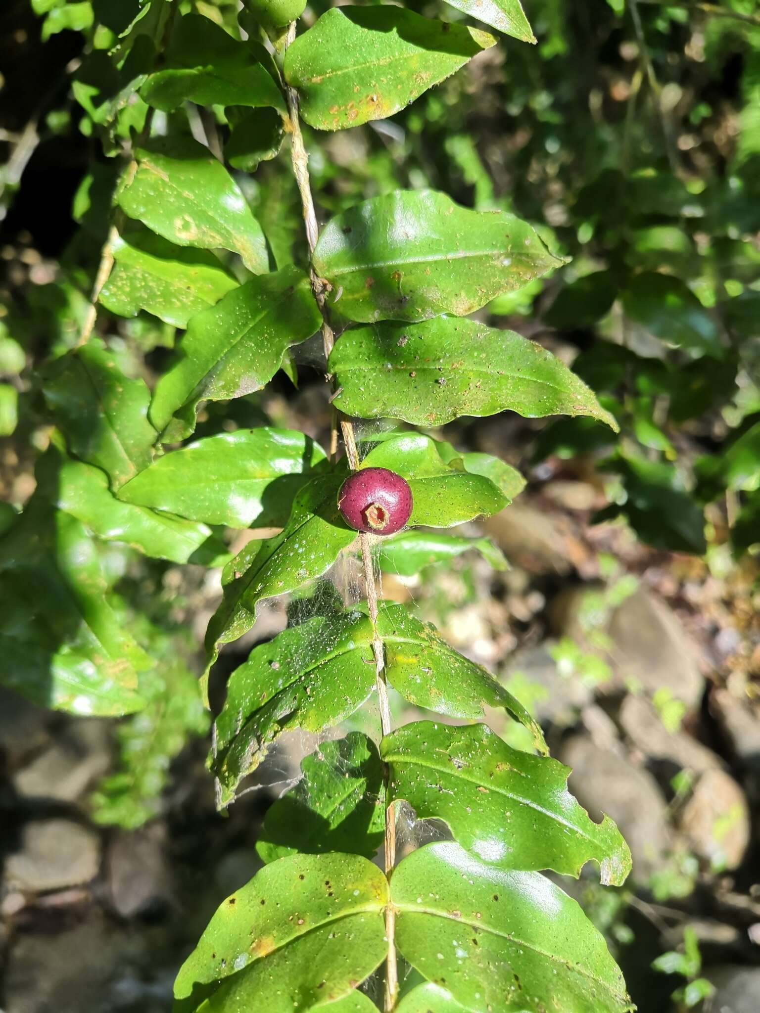 Image de Mouriri myrtilloides (Sw.) Poir.