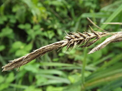 Image of Greater Pond-Sedge