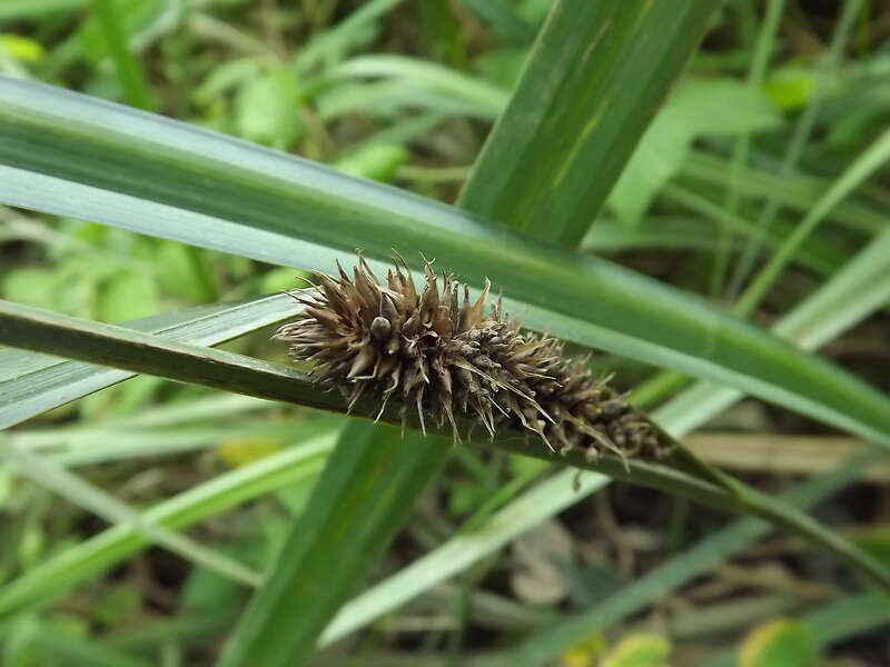 Image of Greater Pond-Sedge