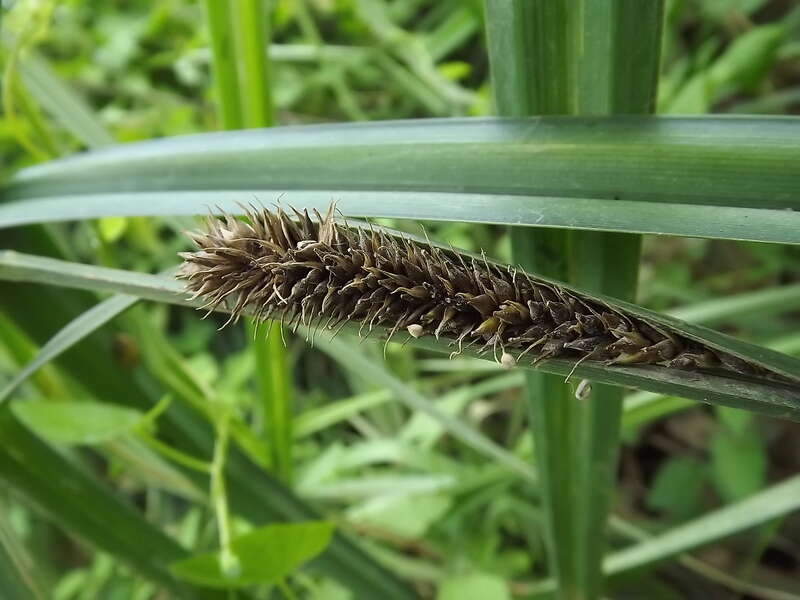 Image of Greater Pond-Sedge