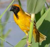 Image of African Masked Weaver