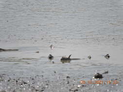 Image of Blue-spotted Mudskipper