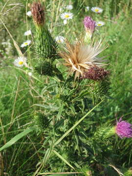 Image of Spear Thistle