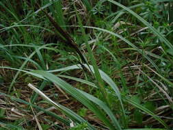 Image of Greater Pond-Sedge