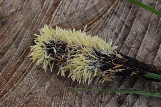 Image of Greater Pond-Sedge