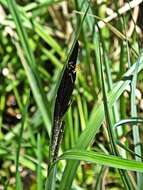 Image of Greater Pond-Sedge