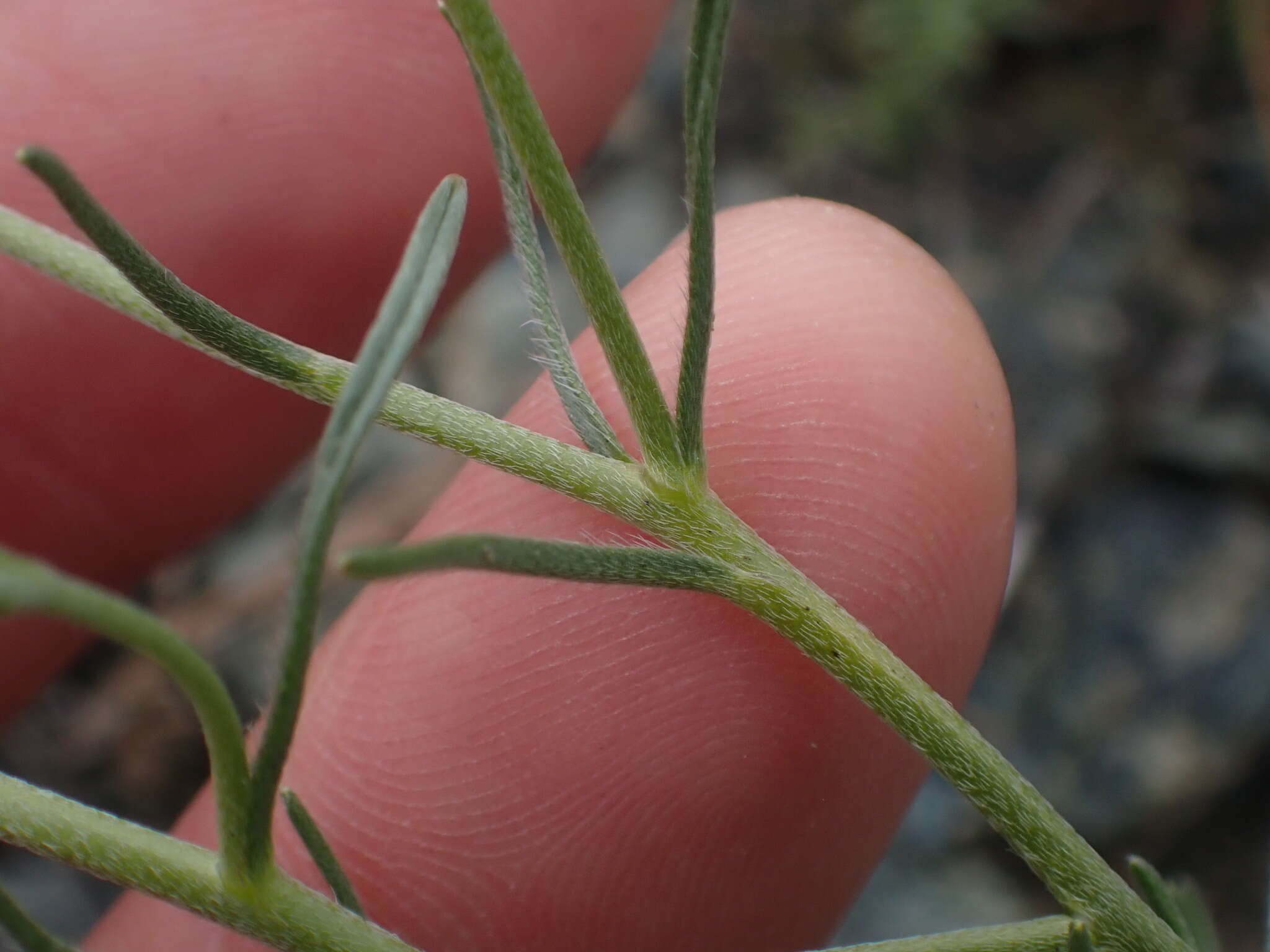 Слика од Cryptantha flaccida (Dougl.) Greene