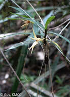 Image de Angraecum mauritianum (Poir.) Frapp.