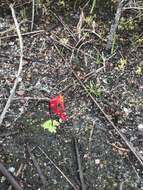 Image of Utricularia menziesii R. Br.