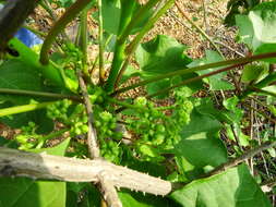 Image of Barbados nut