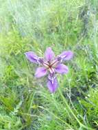 Image of Iris dichotoma Pall.