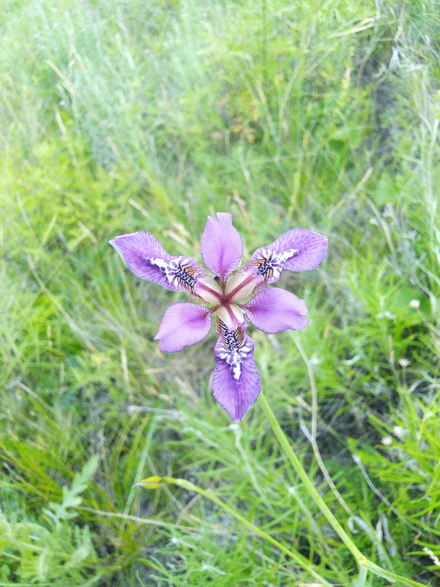 Image of Iris dichotoma Pall.