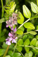 Image of bush vetch