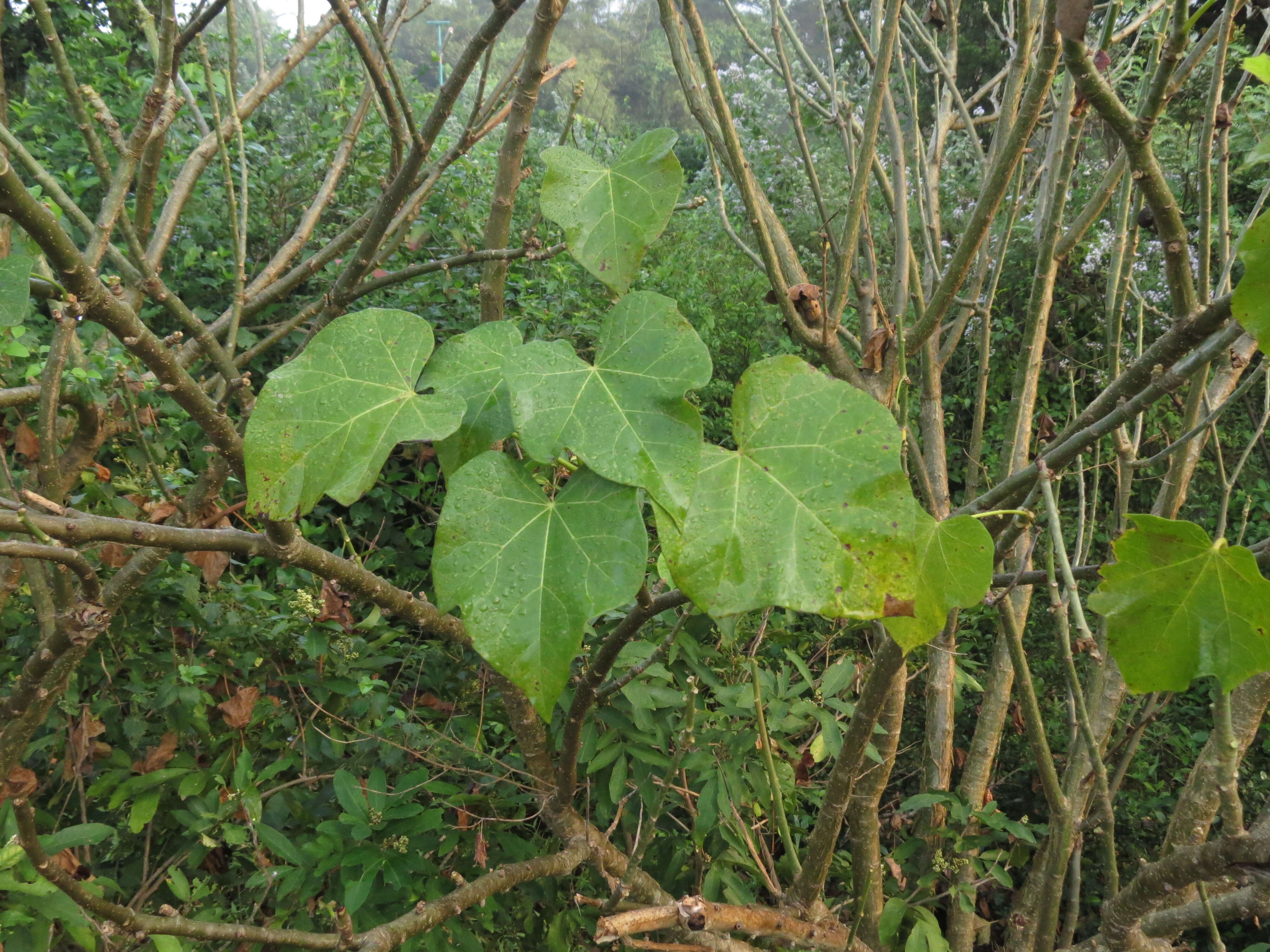 Image of Barbados nut