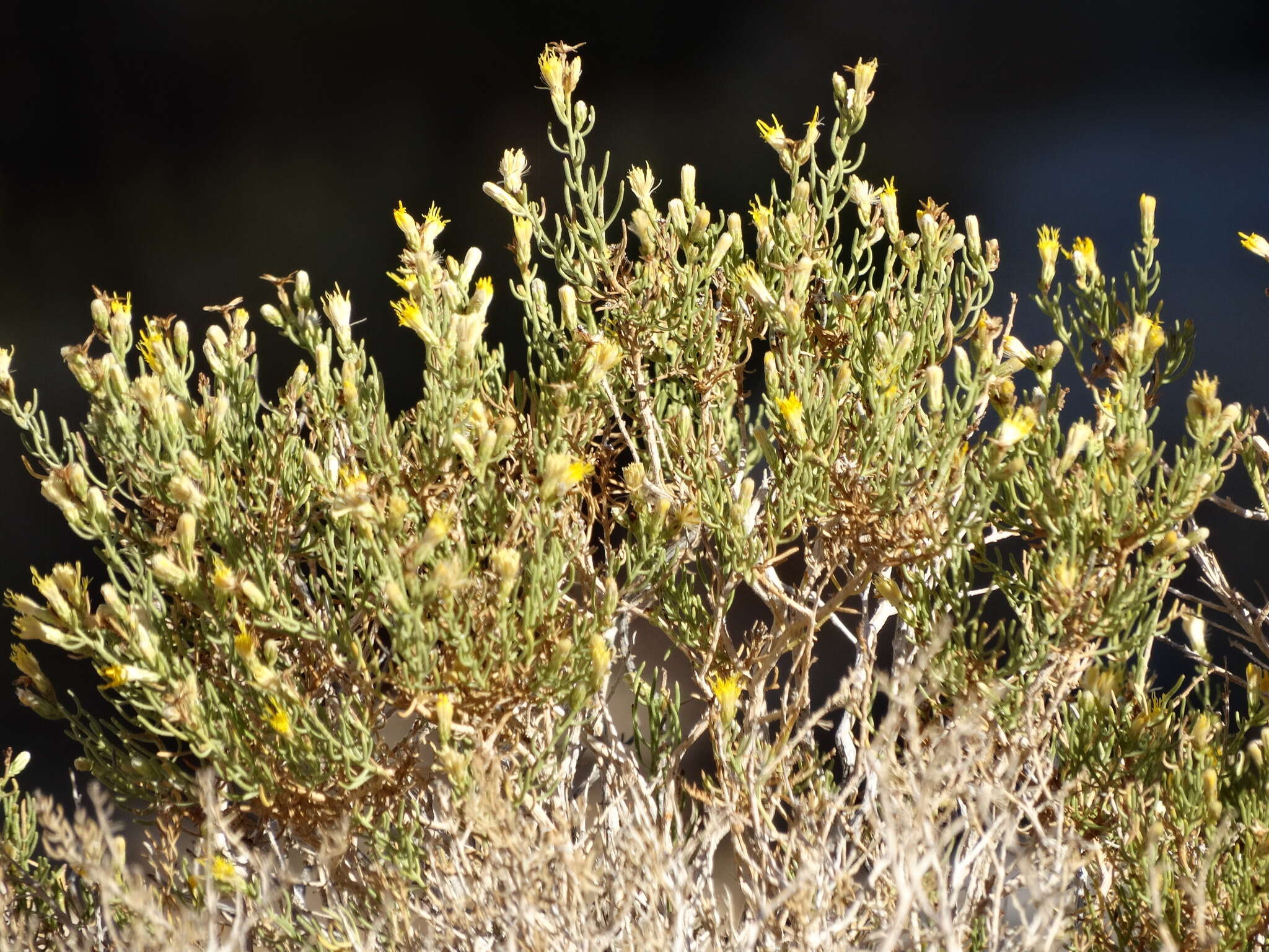 صورة Ericameria brachylepis (A. Gray) Hall