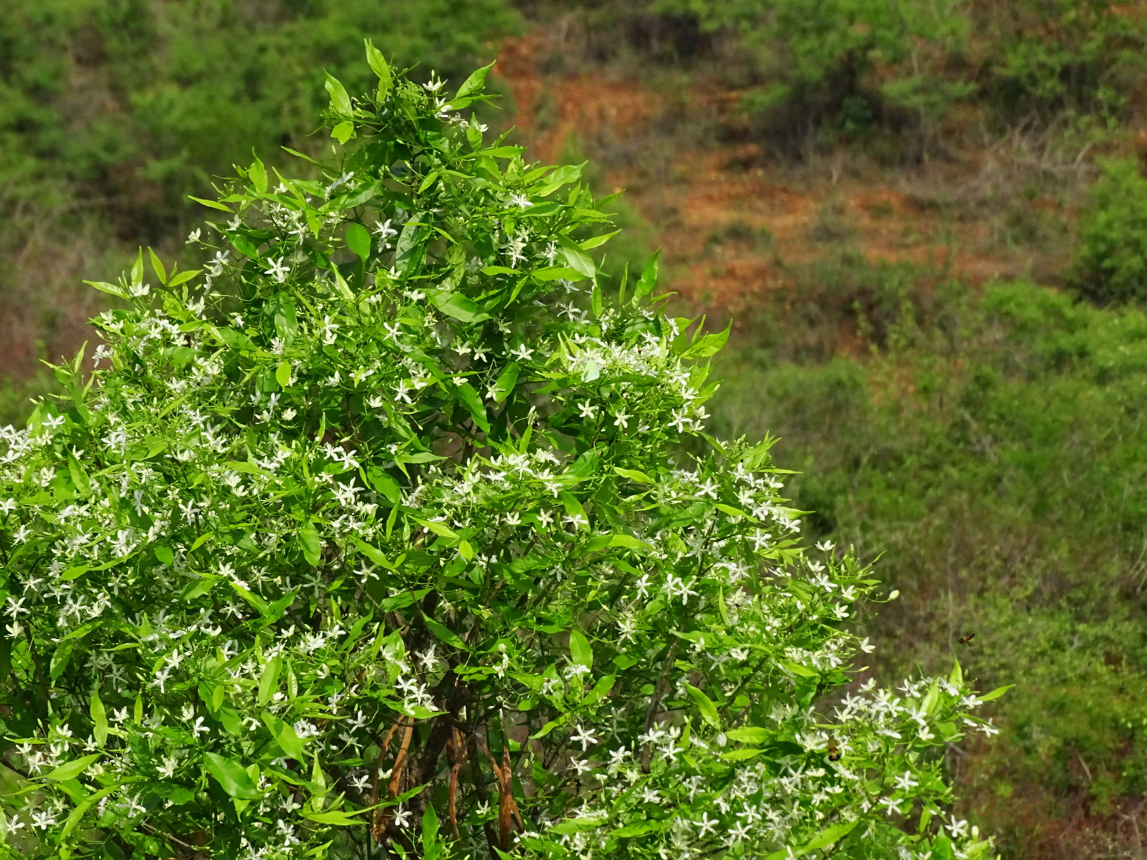 Image of Wrightia tinctoria R. Br.