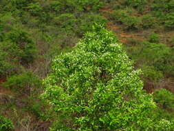 Image of Wrightia tinctoria R. Br.