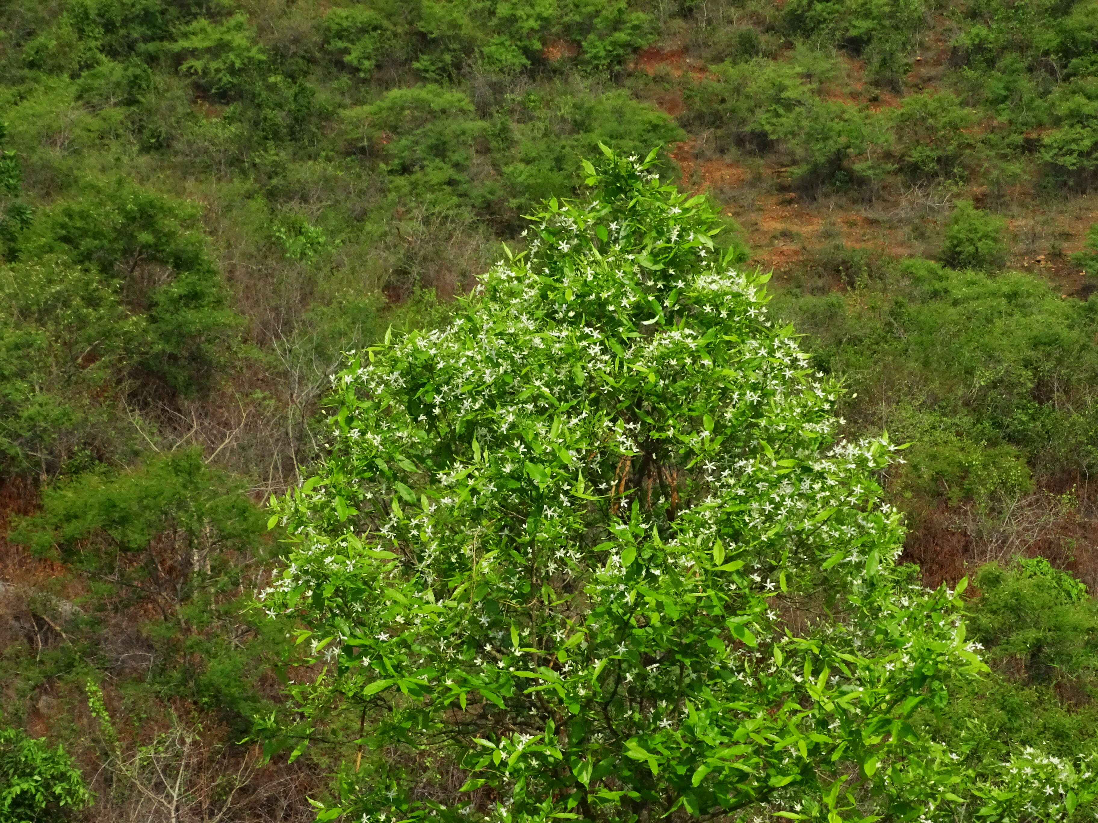 Image of Wrightia tinctoria R. Br.