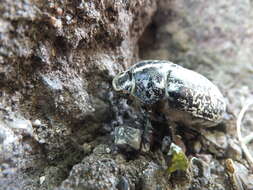 Image of Polyphylla fullo (Linnaeus 1758)