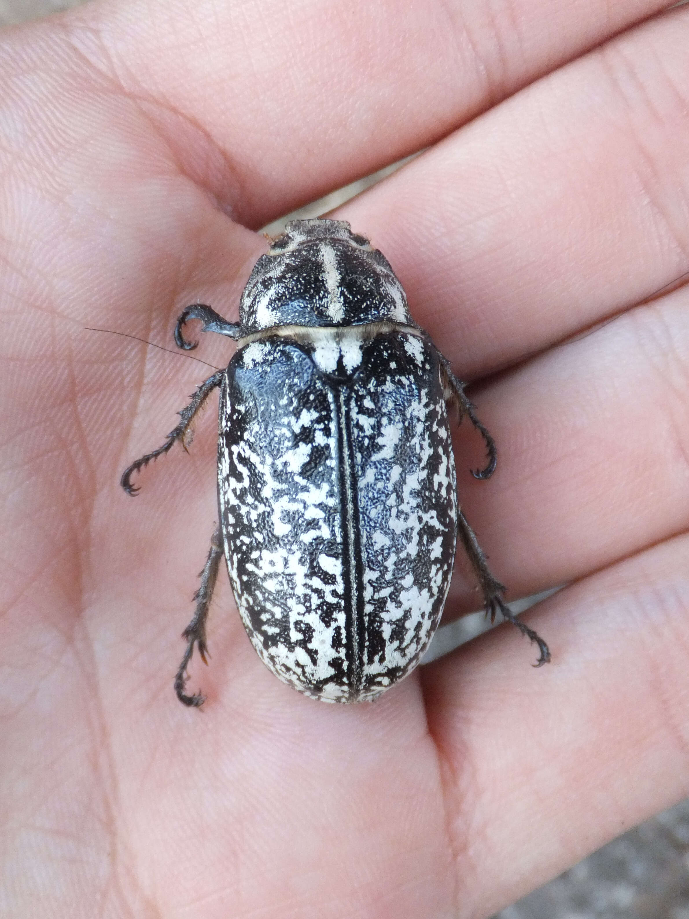 Image of Polyphylla fullo (Linnaeus 1758)